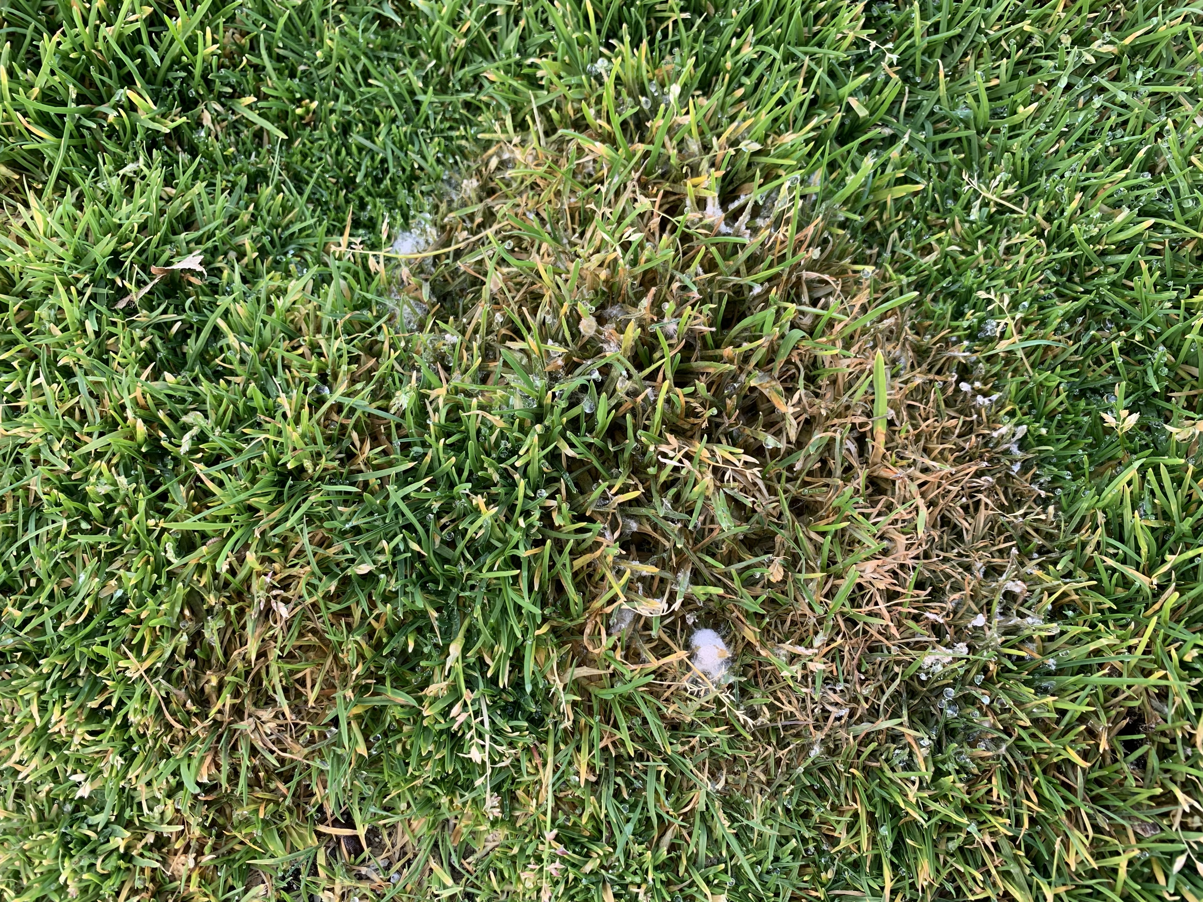Close-up of a lawn showing a patch of Microdochium patch disease, with matted, tan to brown grass and visible white fungal growth among surrounding healthy green turf.